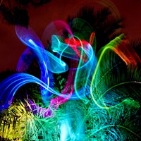 a palm tree in the dark