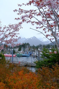 a tree with red leaves