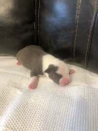 boston terrier puppies for sale