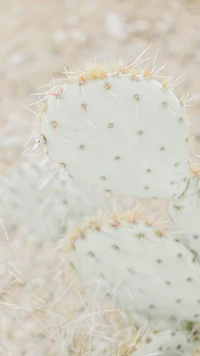 a close up of a white cactus in the desert
