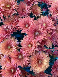 photograph - pink chrysanthemums by elizabeth taylor