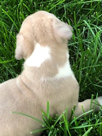 a small white and brown puppy laying in the grass