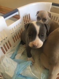 pit bull puppies in a basket