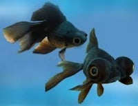 two black fish swimming in the water