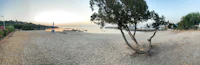 a lone tree on a beach