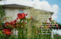 red lilies in front of a house with a poem