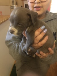 a girl holding a grey puppy in her arms