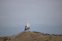 a bird standing on top of a sand dune