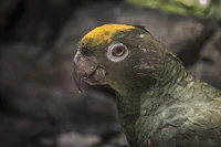 a green parrot with a yellow head