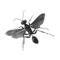 a black and white drawing of an insect