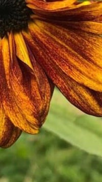 a close up of a yellow and orange flower