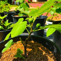 a group of plants in pots on a table