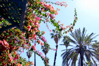 bougainvillea, palm trees, palm trees, palm trees, palm trees, palm trees, palm trees, palm trees, palm trees,