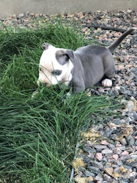 a small grey and white puppy playing in the grass