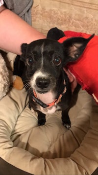 an adoptable chihuahua & chihuahua mix in houston, texa