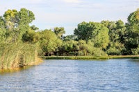 a lake surrounded by trees and reeds