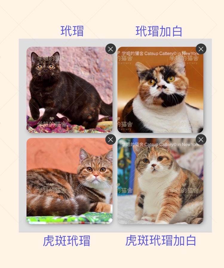 猫咪花色的选择 学姐的猫舍 Cattery In New York 猫咪花色的选择 学姐的猫舍 Cattery In New York