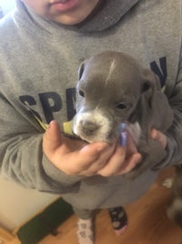 a person holding a small grey puppy