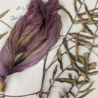 a dried purple flower on a piece of paper