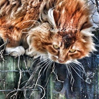 a cat is standing on top of a fence