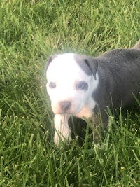 boston terrier puppy in the grass
