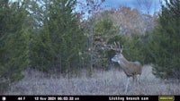 a deer is standing in a wooded area