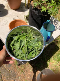 a person holding a bowl of greens in front of a potted plant