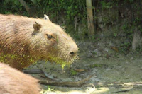 a capybara in a zoo