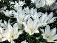 white tulips blooming in a garden