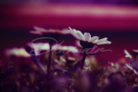 white daisies in a field with a purple background