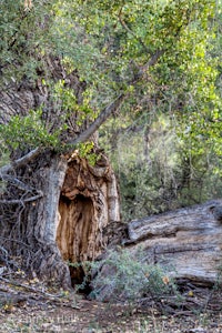 a tree trunk with a hole in it