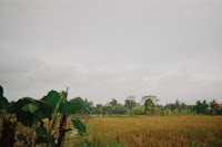 a person riding a horse in a field