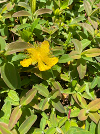 a yellow flower in a bush with green leaves