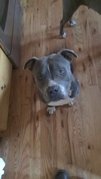 two dogs standing on a wooden floor in a kitchen