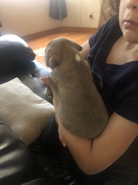 a woman sitting on a couch holding a small dog