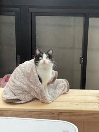 a black and white cat sitting on top of a wooden table