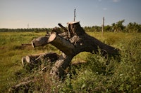a fallen tree in the middle of a field