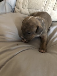 a small brown puppy laying on top of a pillow