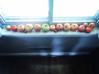 a row of tomatoes on a window sill