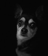 a black and white photo of a chihuahua