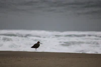 a bird standing on the sand next to the ocean