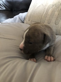 a small brown and white puppy laying on a pillow