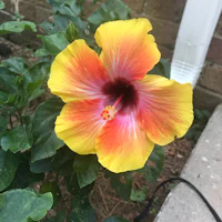 a yellow and red hibiscus flower in front of a brick wall
