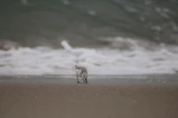 a bird is walking on the sand