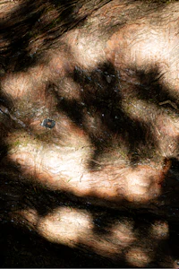 a shadow of a skateboard on a piece of wood