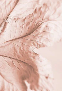 a close up of a pink leaf on a white background