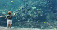 a young boy is looking at a large aquarium