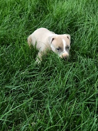 a small puppy laying in the grass with a ball in its mouth