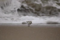 a bird walking on the sand