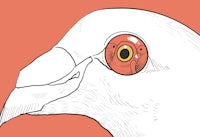 a drawing of a pigeon with a red eye